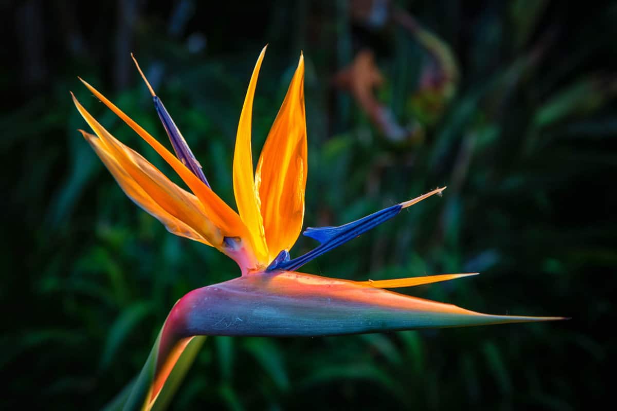 Bright leaves of a gorgeous bird of paradise plant