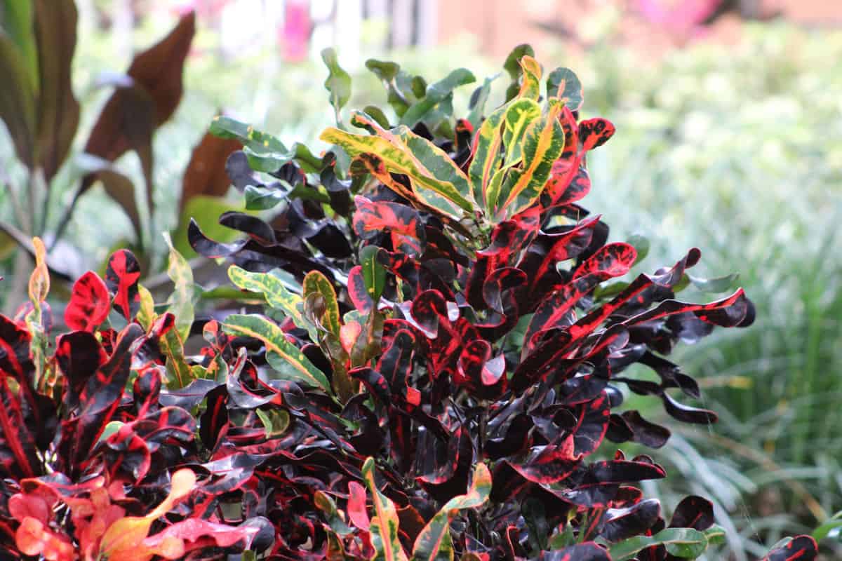 The 17 Best Plants to Grow in Zone 10a (30 to 35 °F/1.1 to 1.7 °C)