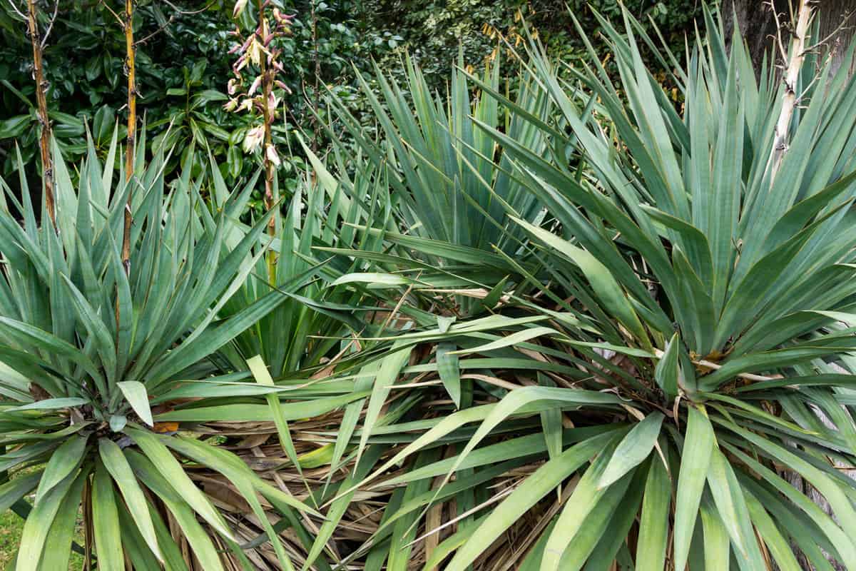 Curve leaf yucca planted at the backyard garden