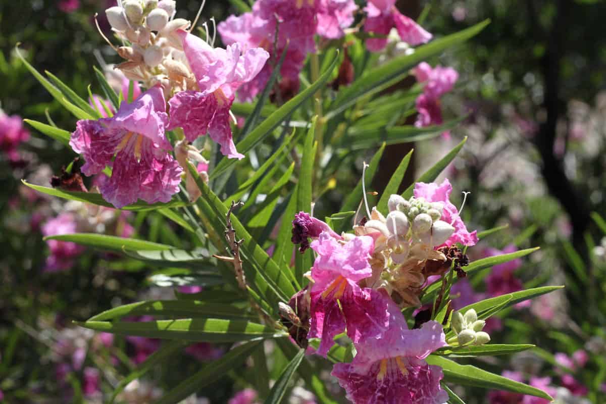 Desert Willow with blooming purple petals