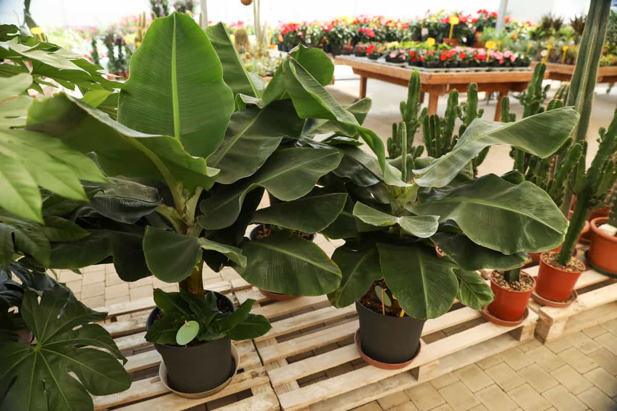 Beautiful Dwarf Banana