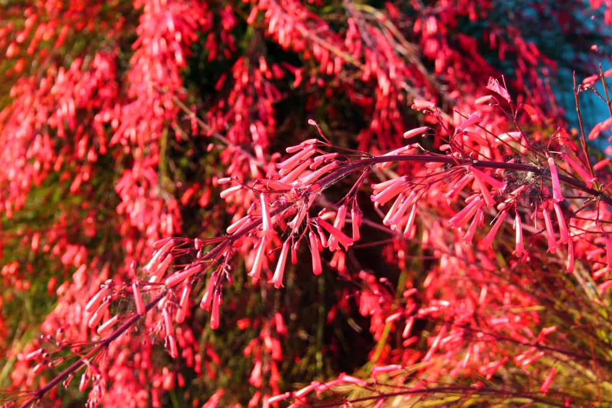 A fiery red Firecracker palnt