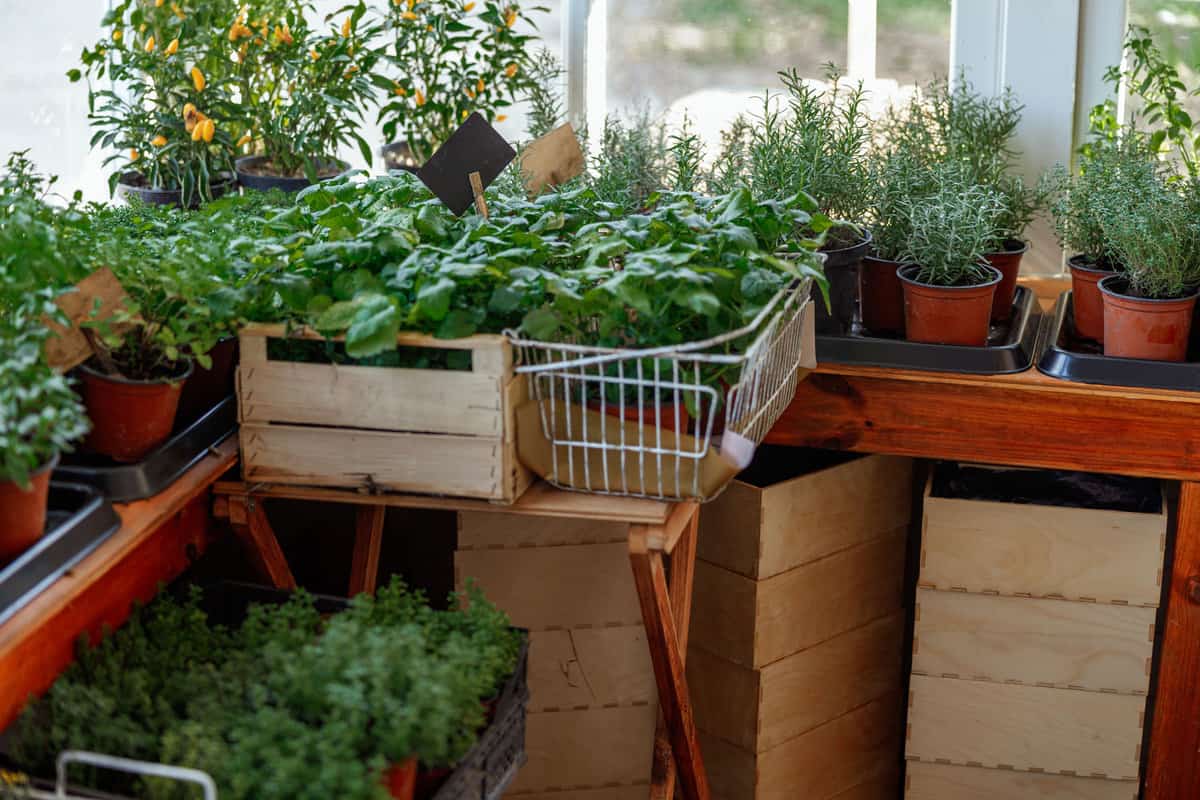 10 Container Garden Ideas for Zone 9