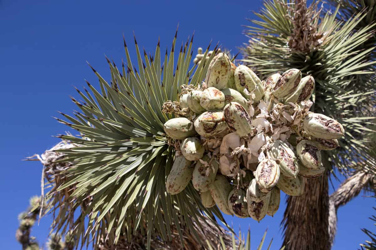 Joshua Tree planted at a garden