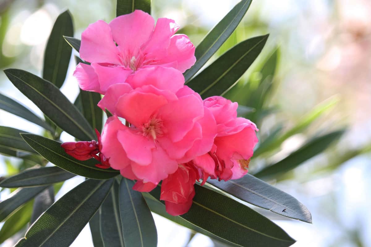 Bright pink petals of a Oleander flower