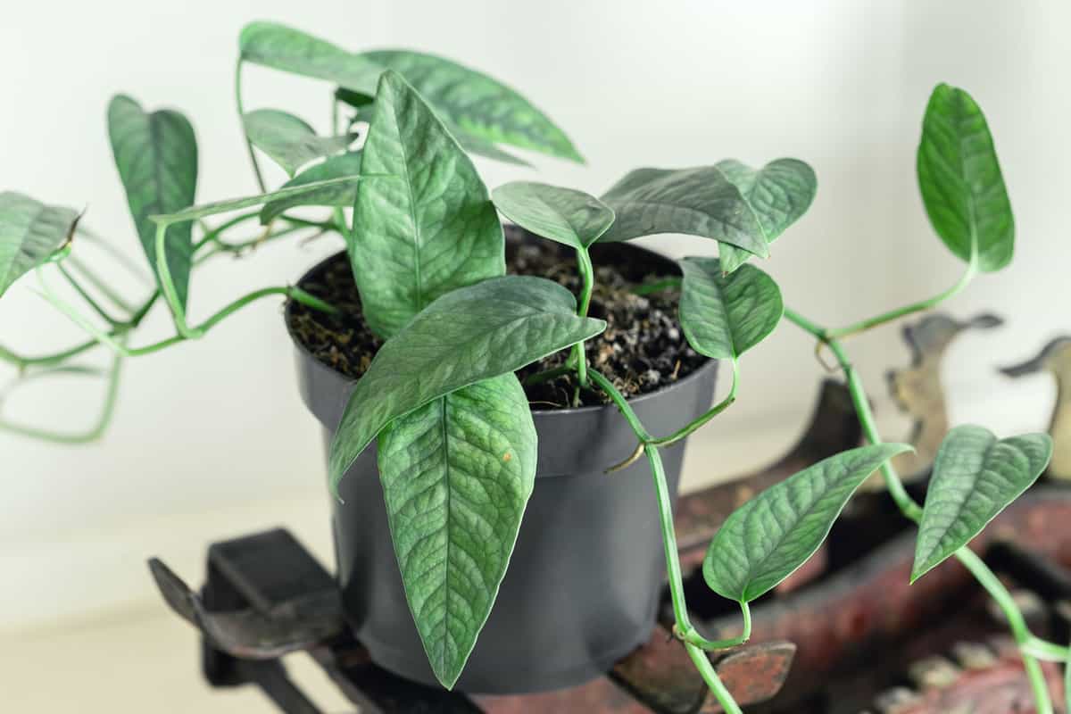 Pothos planted in a black pot