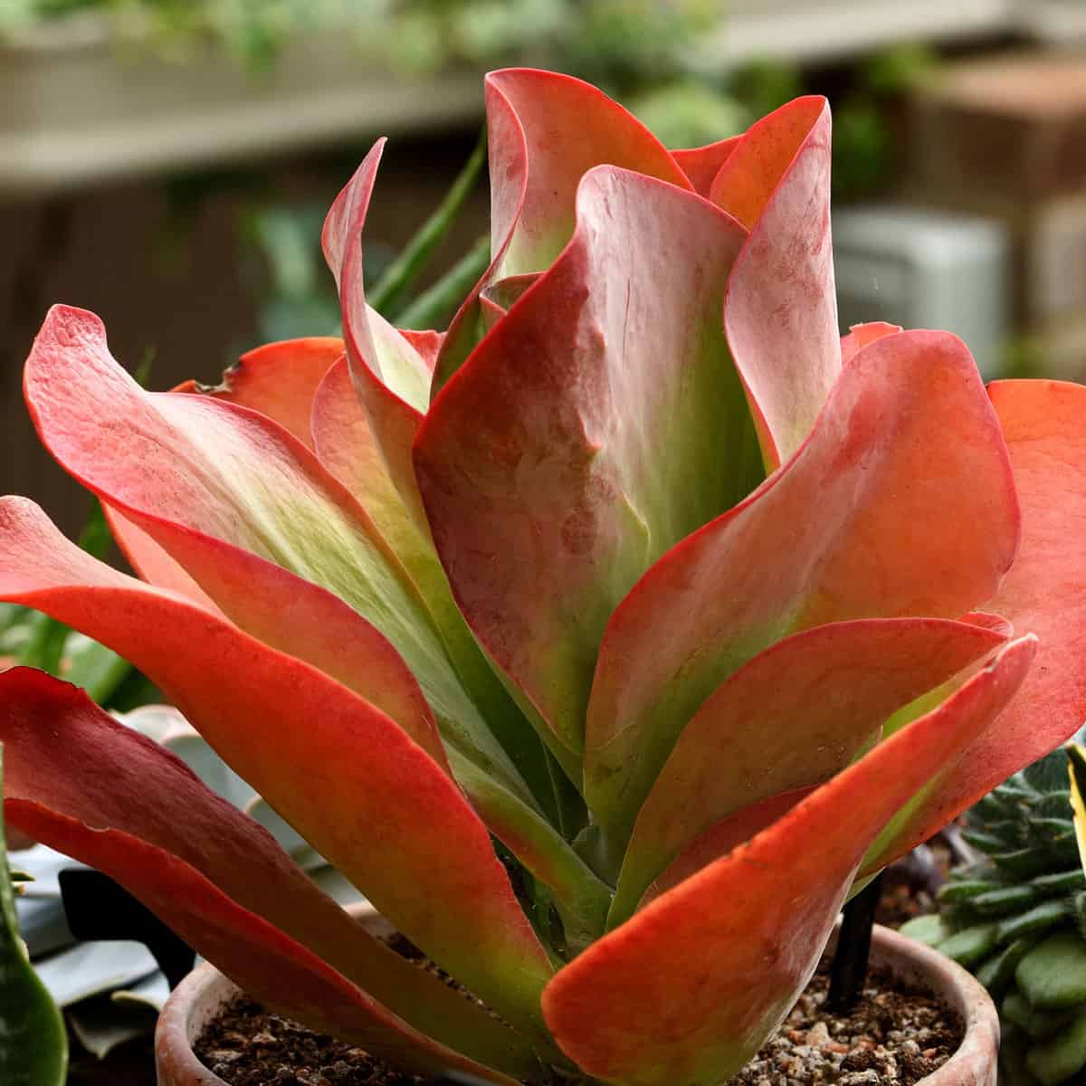 Red pancake flower
