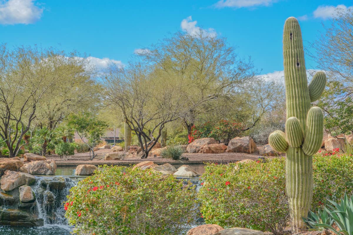 Saguaro