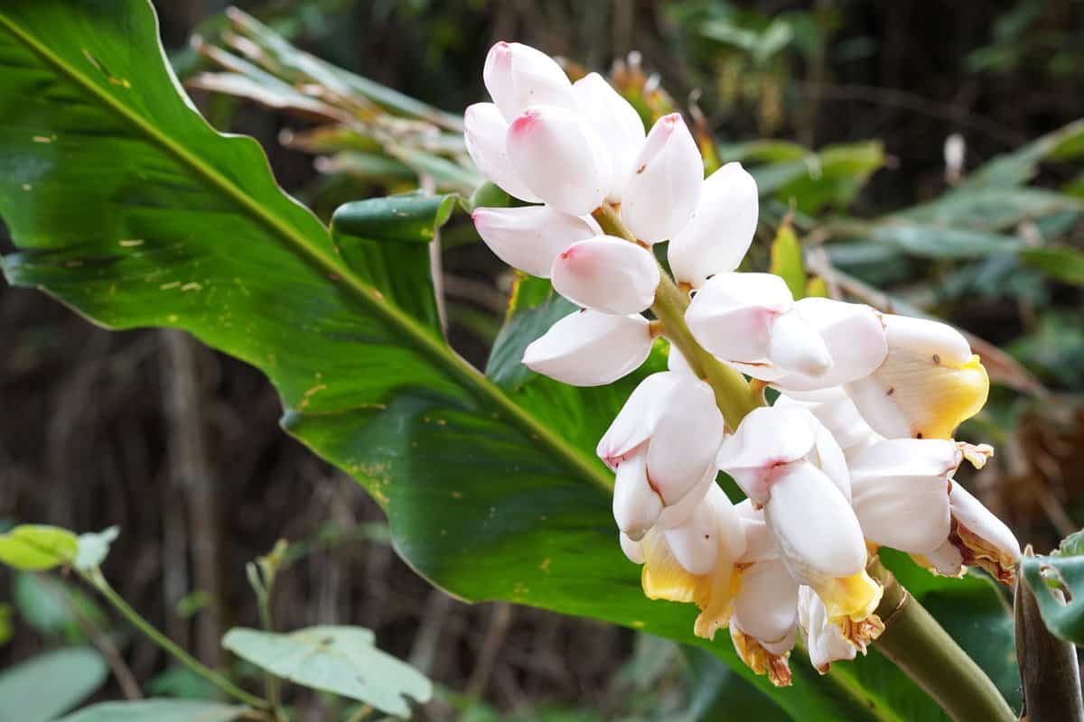 White Shell ginger flower
