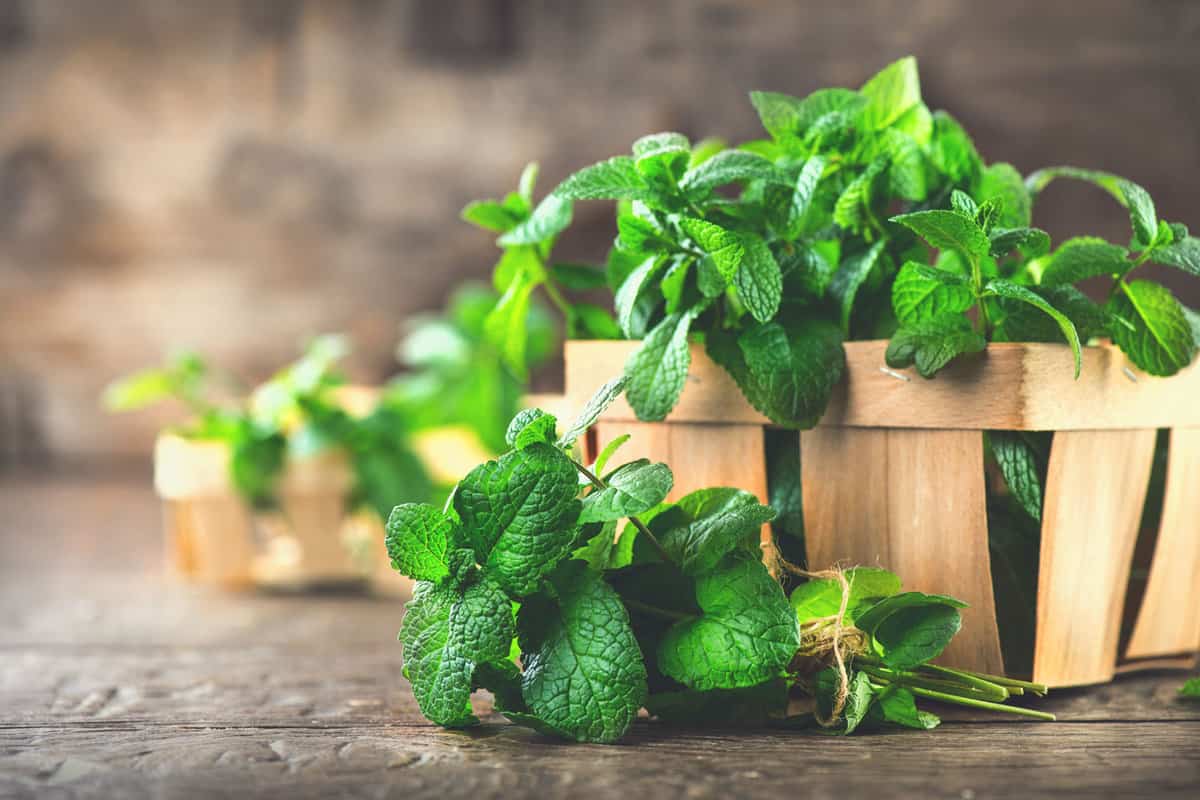 10 Amazing Herbs That Repel Unwanted Insects
