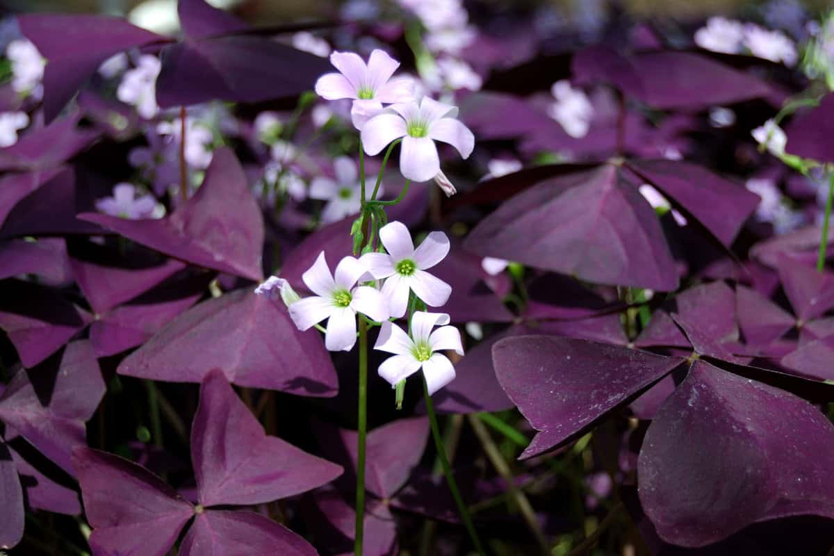 Oxalis Triangularis