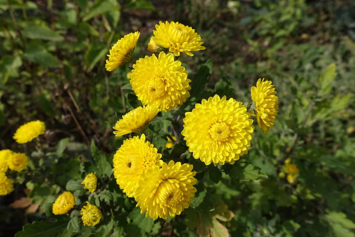 Bright yellow leaves of a Button mums flower