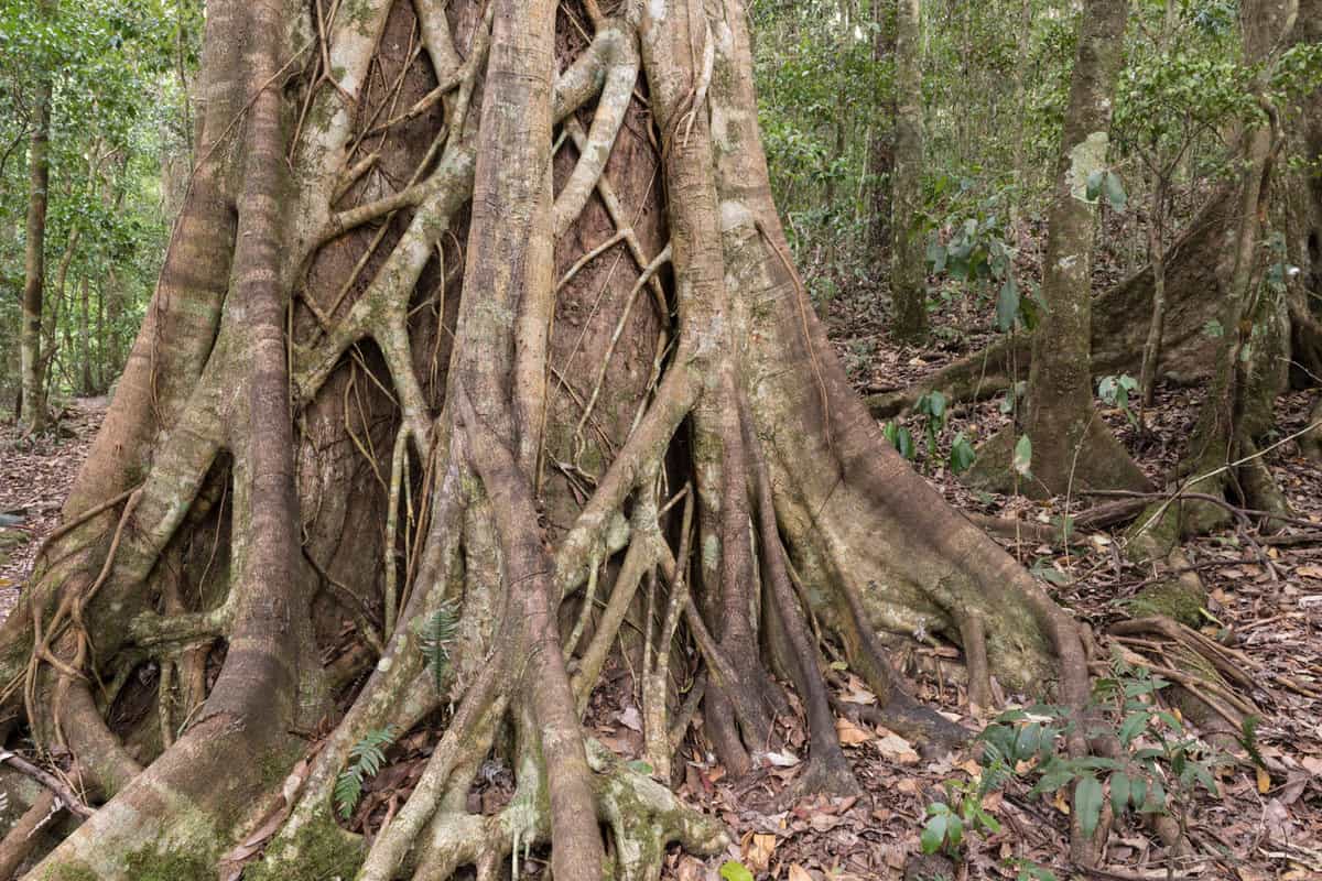 A huge Strangler Fig tree