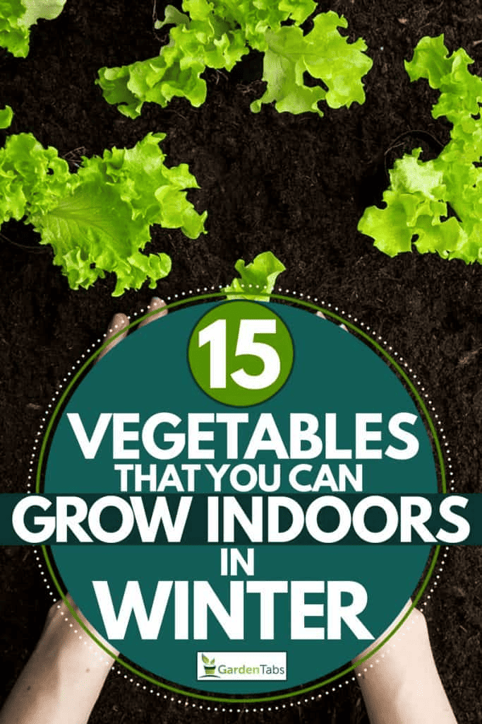 15 Vegetables That You Can Grow Indoors In Winter