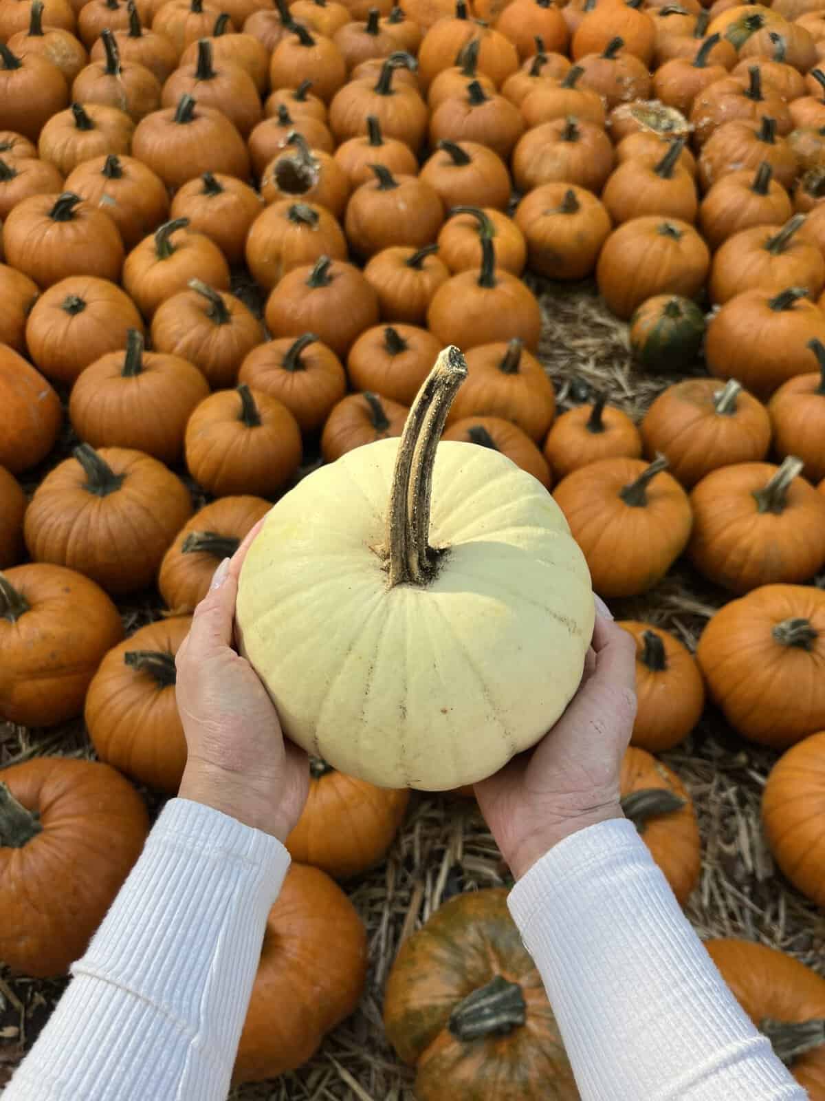 Hand holding a pumpkin with a pumpkin patch in the background.