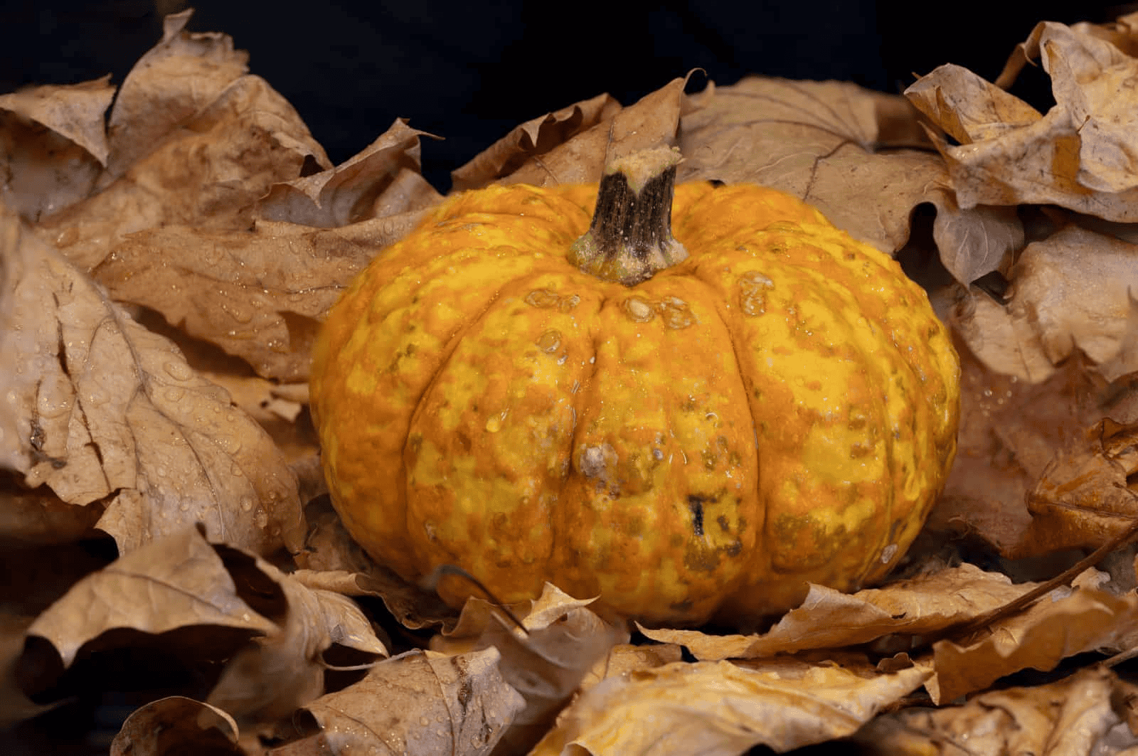 Compost wood bin in the huge / big garden; Composting pile of rotting kitchen fruits and vegetable scraps; ecology