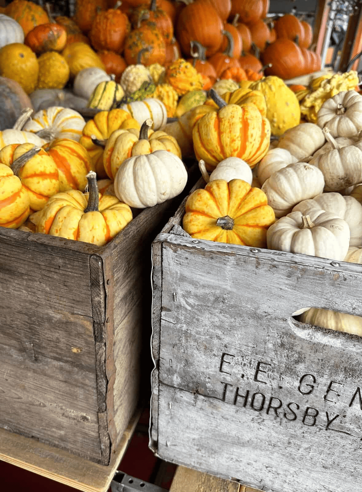 Two wooden crates are filled with small pumpkins and gourds in shades of orange, yellow, and white. Behind them, more pumpkins and squashes of various sizes are piled high, creating a colorful autumn display. The crate on the right has faded writing stamped on it.