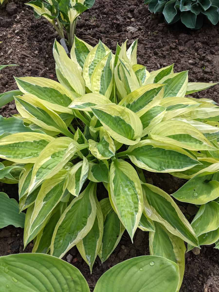 Blooming bright yellow leaves of hostas