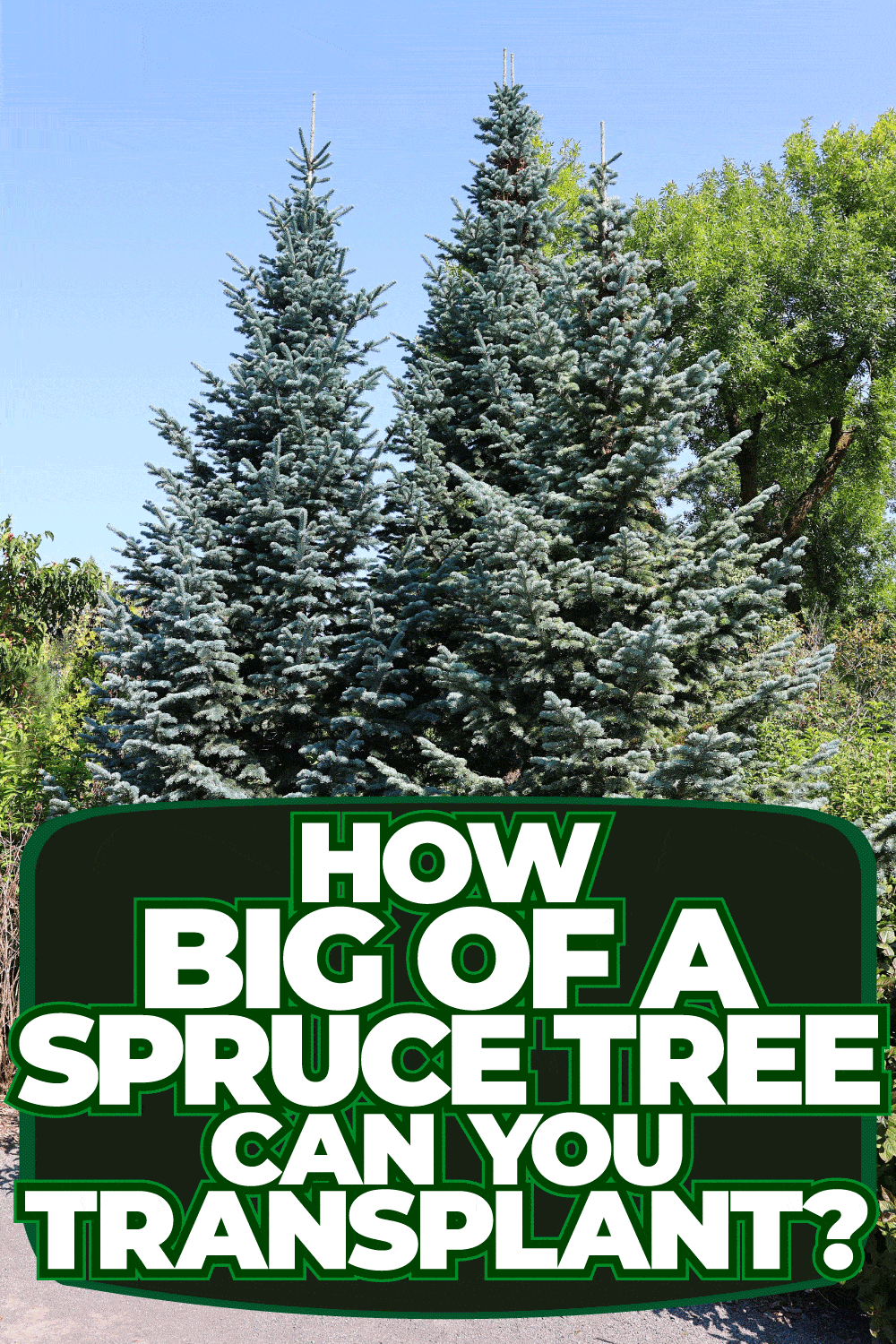 How Big Of A Spruce Tree Can You Transplant?