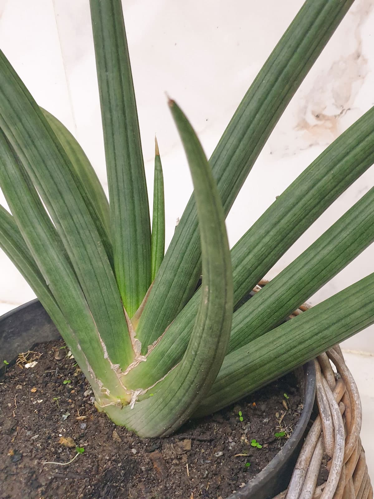 Tall spikes of a Sansevieria Desertii