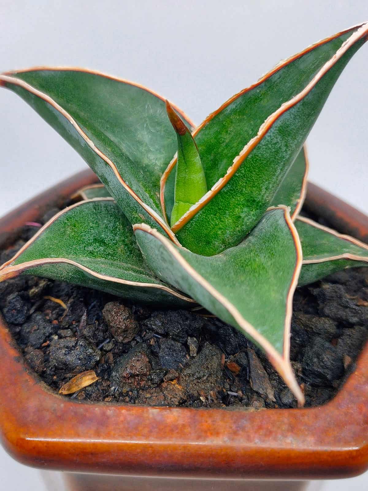 Thick Aloe vera like leaves of a Sansevieria Ehrenbergii &lsquo;Samurai Dwarf&rsquo;