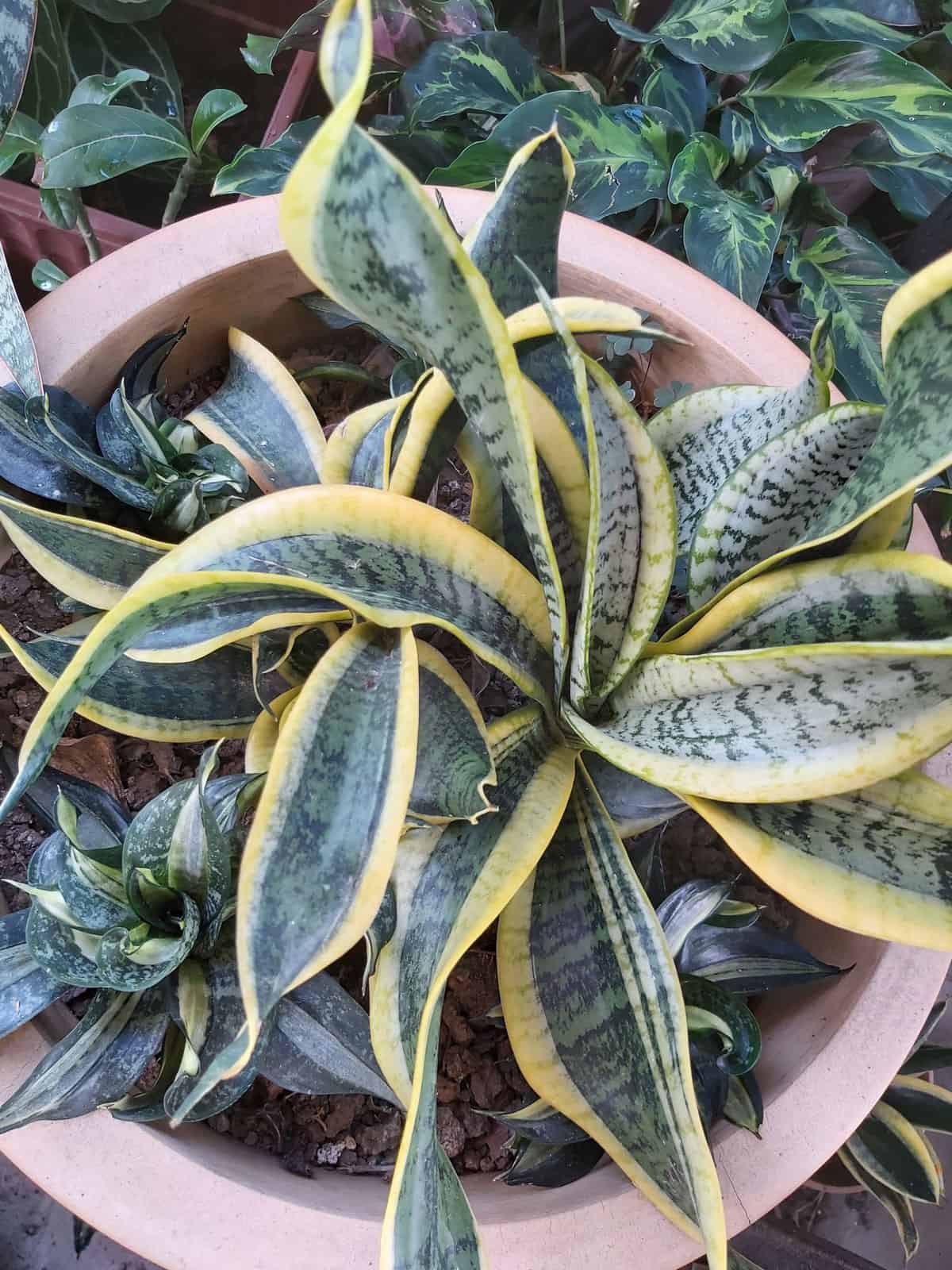 Twisted leaves of a Sansevieria Trifasciata &lsquo;Twist&rsquo;