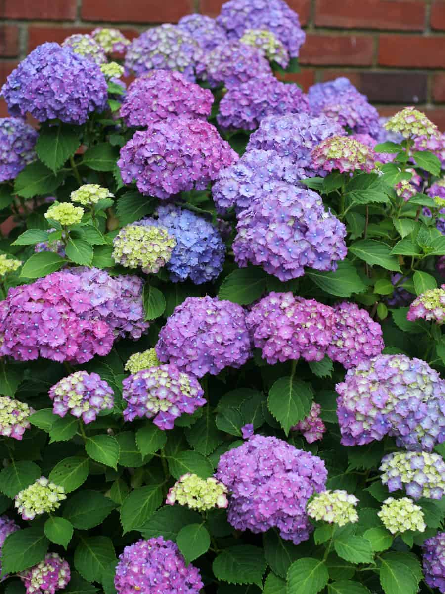 colorful group of flowers, close up photo of beautiful colorful flowers on the garden
