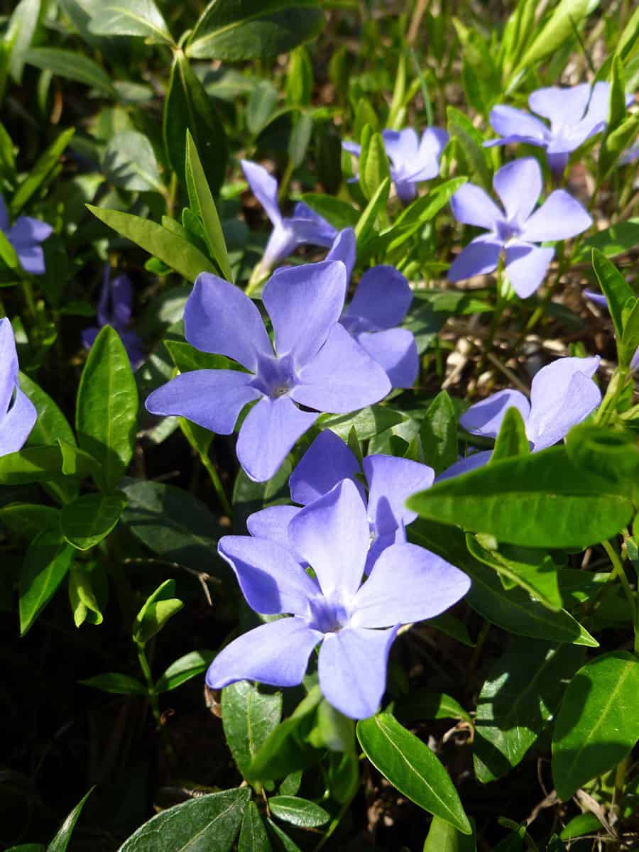 photo of a purple flowers, many flowers, group of purple flowers