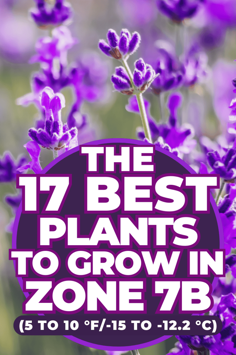 The 17 Best Plants to Grow in Zone 7b (5 to 10 °F/15 to 12.2 °C)