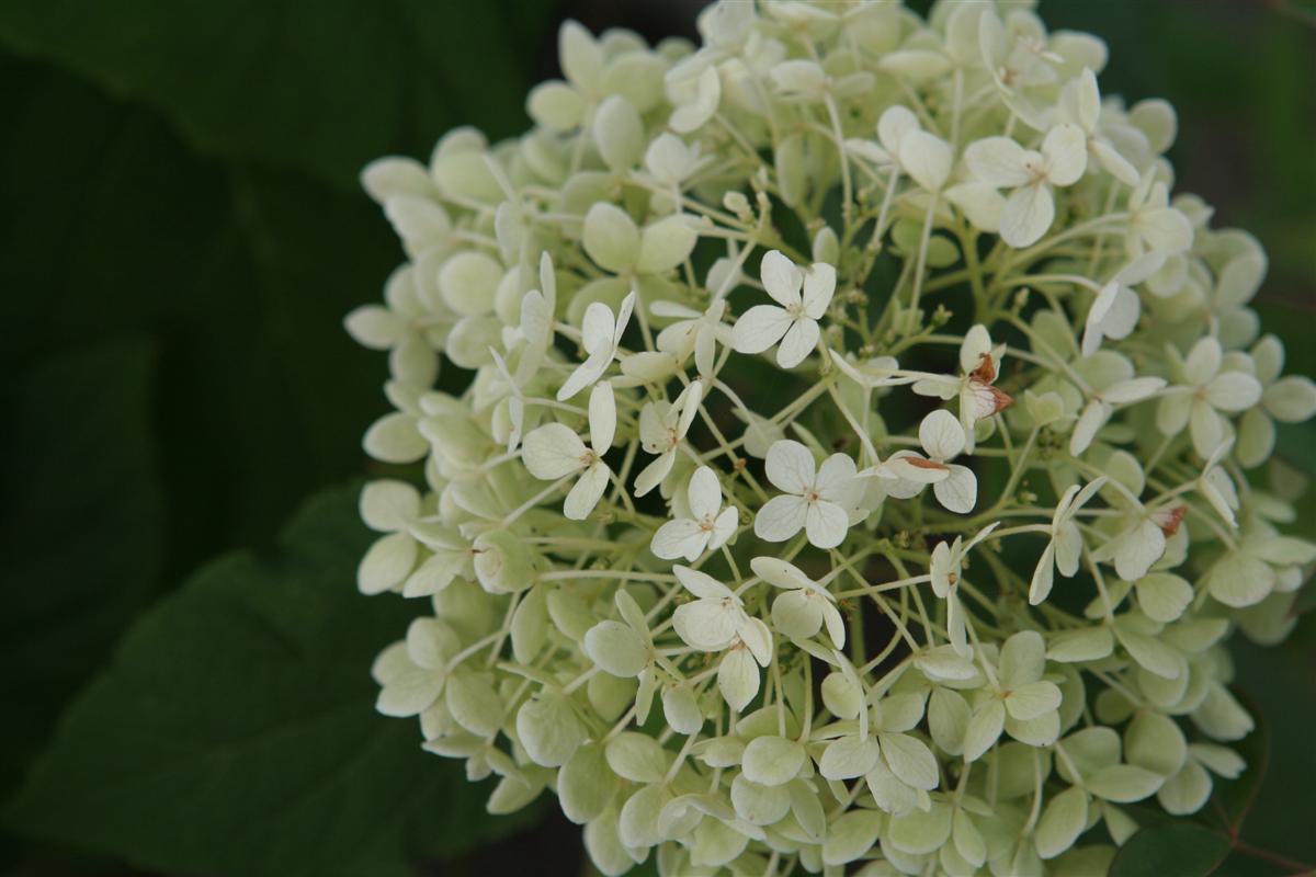 Grow these Cutting Roses for Perfect Floral Arrangements Garden Therapy