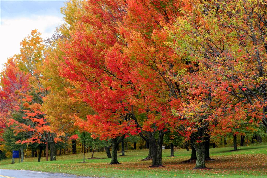 The Fall Foliage of Vermont's Green Mountains Garden Therapy