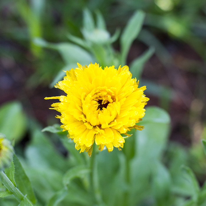 The Ten Best Edible Flowers to Grow in Your Garden