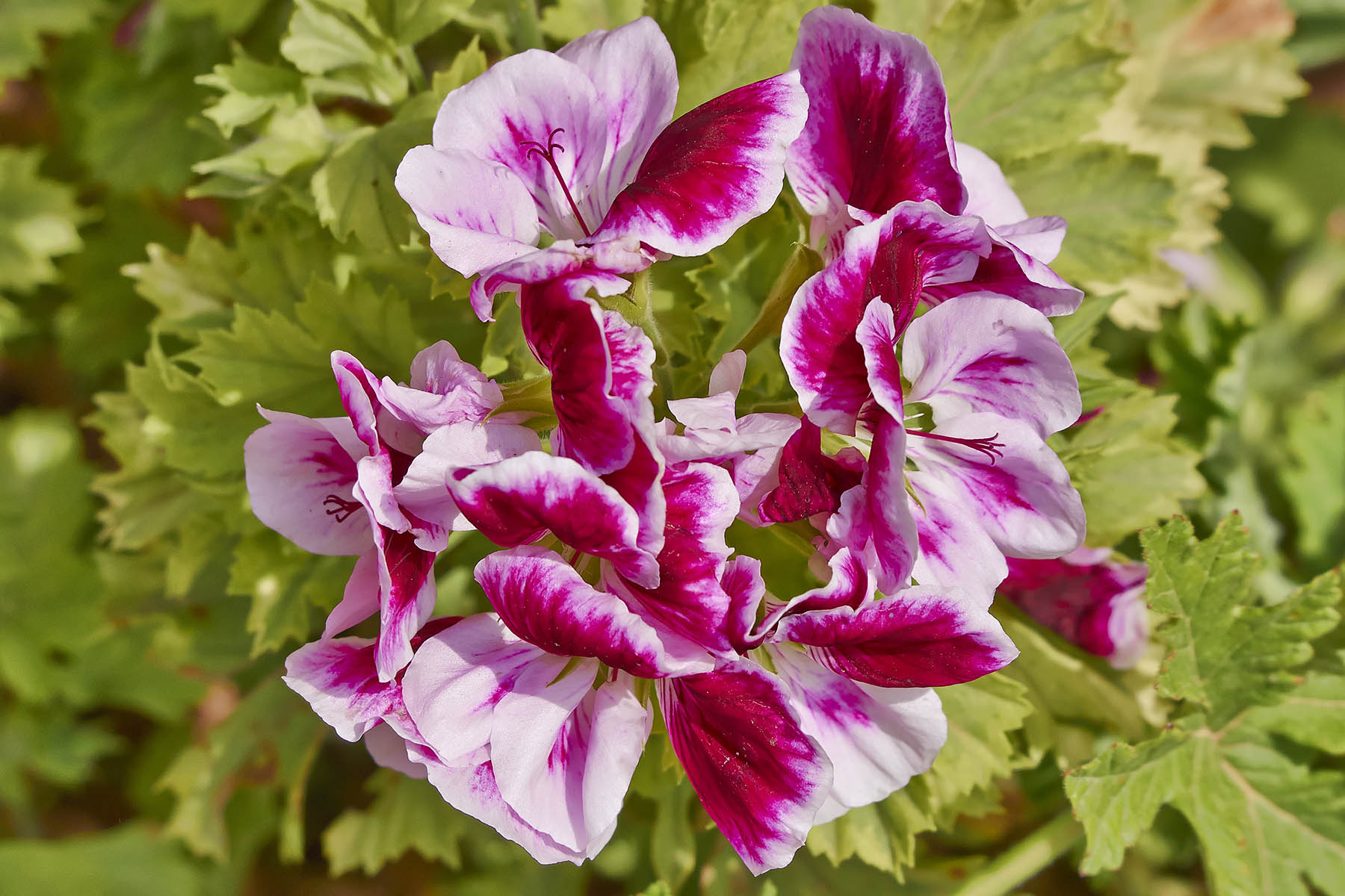 Top 22 Fragrant Flowers For a Heavenly Smelling Garden