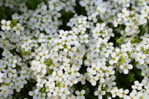 Sweet Alyssum, one of the most fragrant flowers