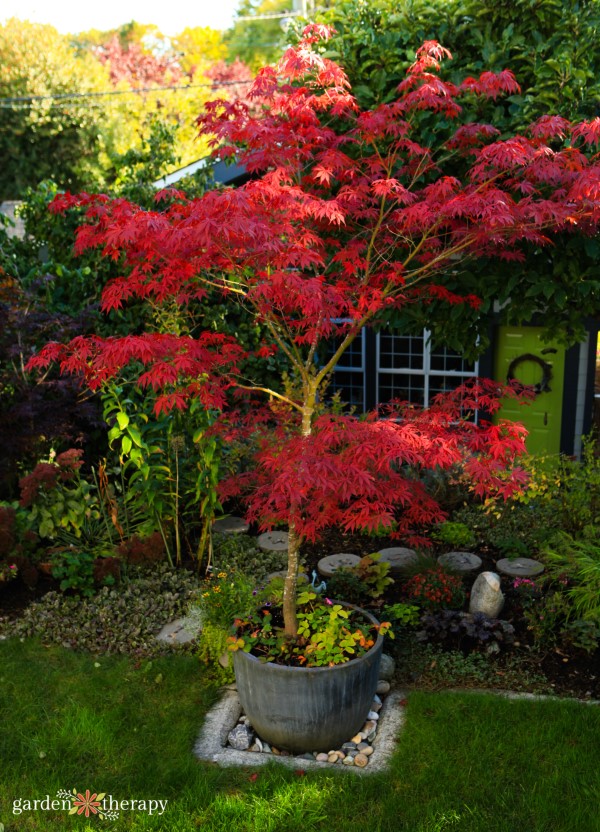 Potted Trees Zone at Alfred Carrier blog