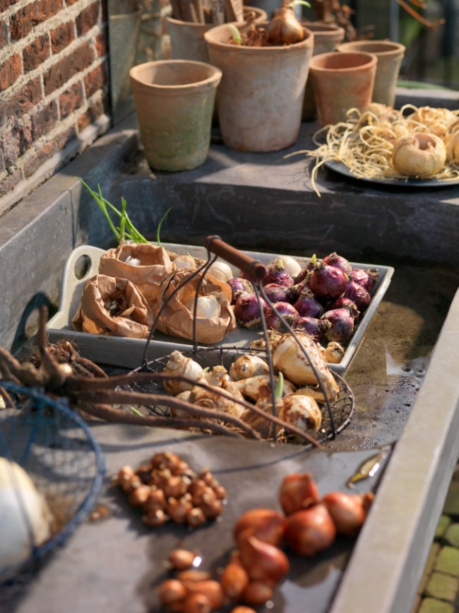 Planting flower bulbs