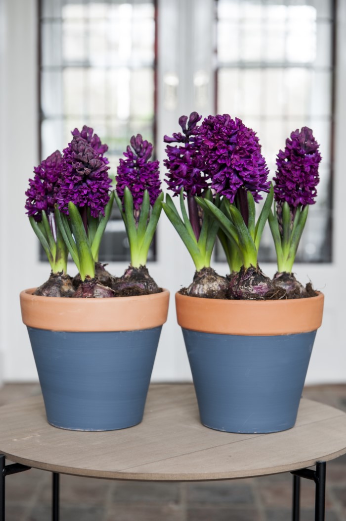 How To Force Narcissus Bulbs Inside at Samuel Eisenbarth blog