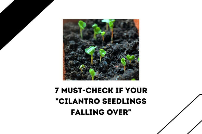 Cilantro Plant Turning Yellow 7 Possible Reasons