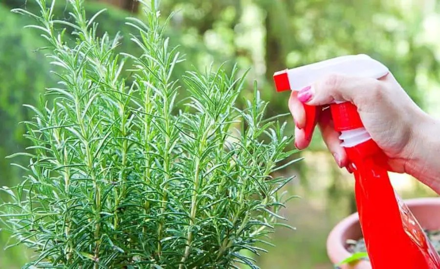 White spots on rosemary best 5 helpful tips & super guide