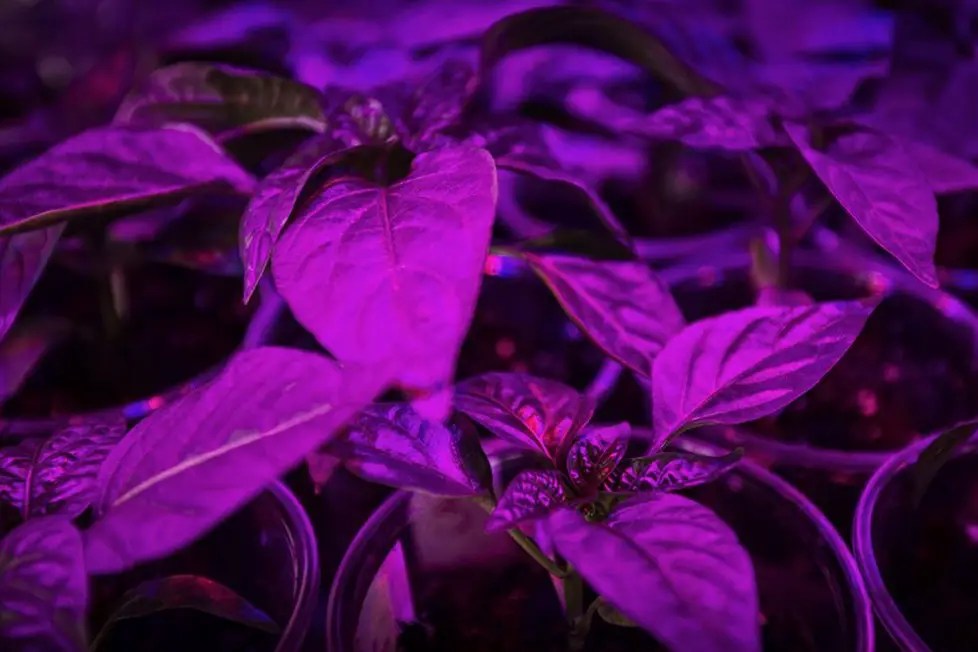 Purple grow light vs white light the best guide 2023