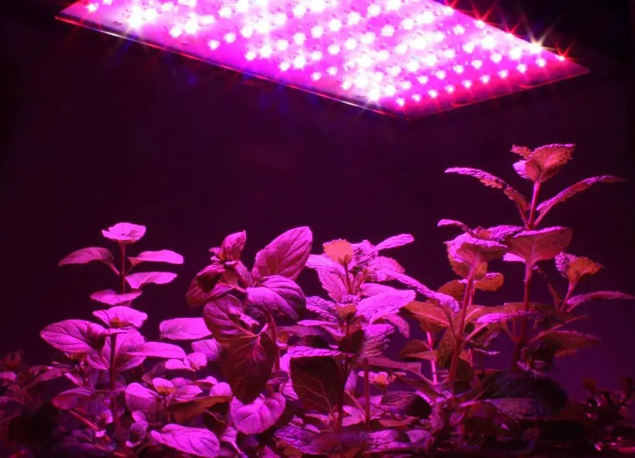 Purple grow light vs white light the best guide 2023