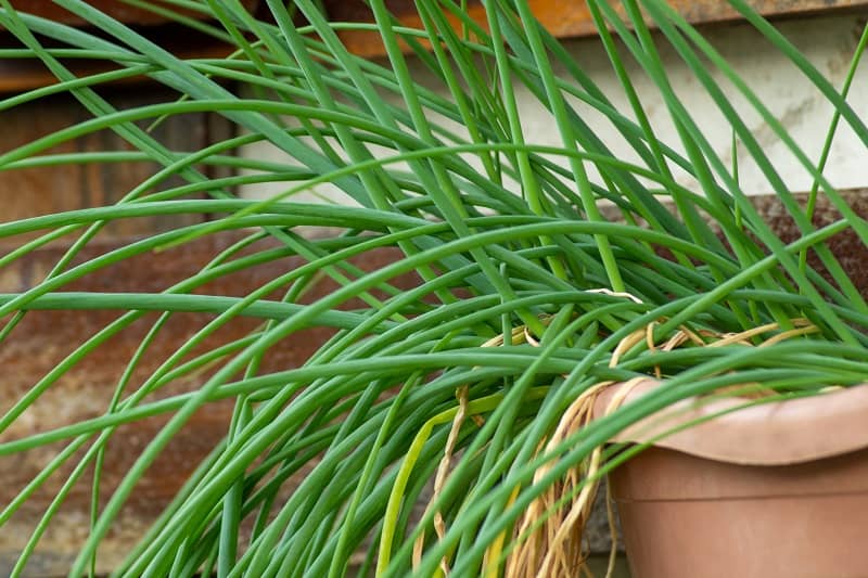 10 Indoor Plants That Repel Bugs