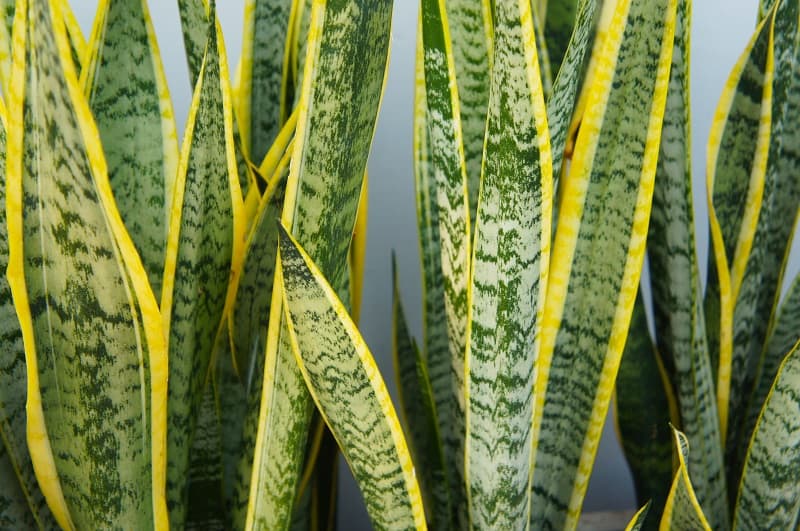 Snake Plant Turning Yellow