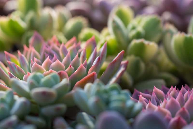 Succulent Bottom Leaves Dying