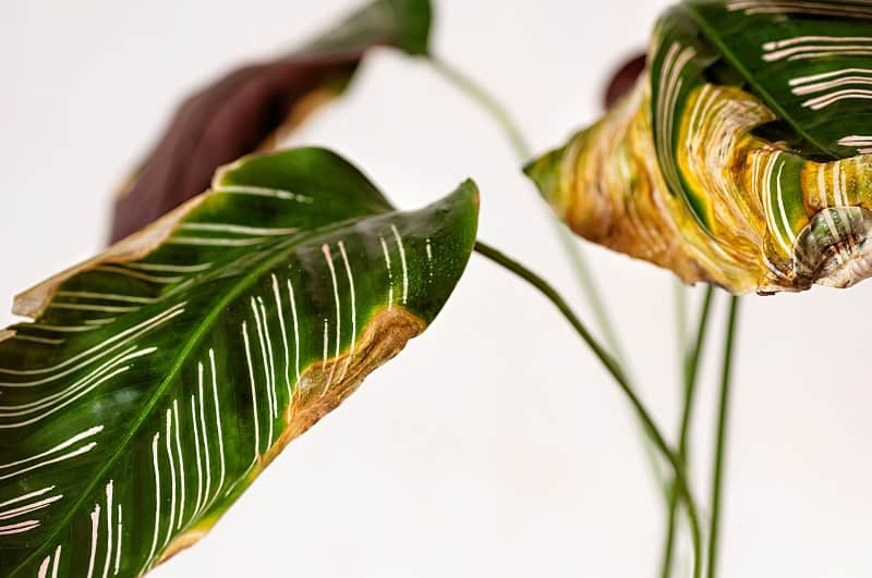 Calathea Leaves Turning Yellow