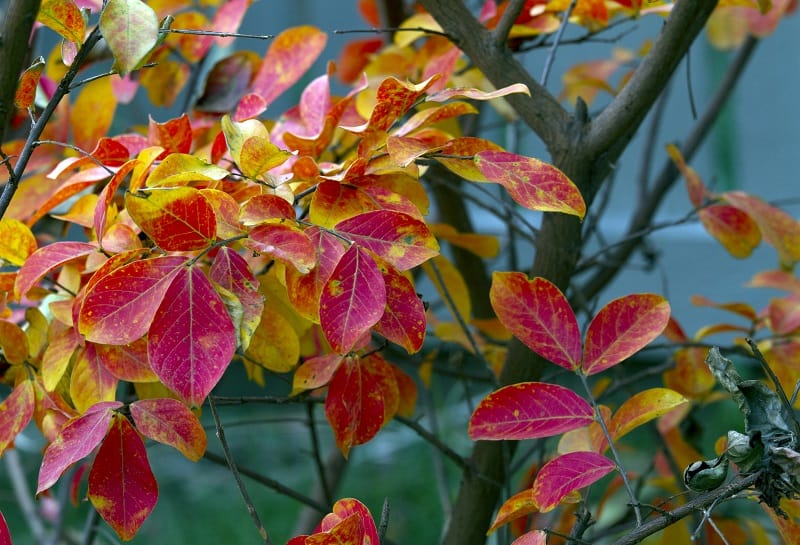 How To Tell If A Plant is Overwatered or Underwatered?
