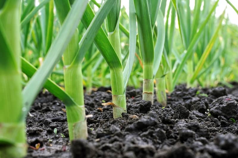 Garlic Leaves Turning Yellow