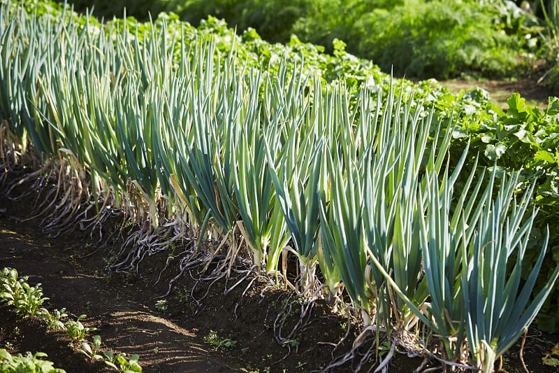 Green Onions Turning Yellow