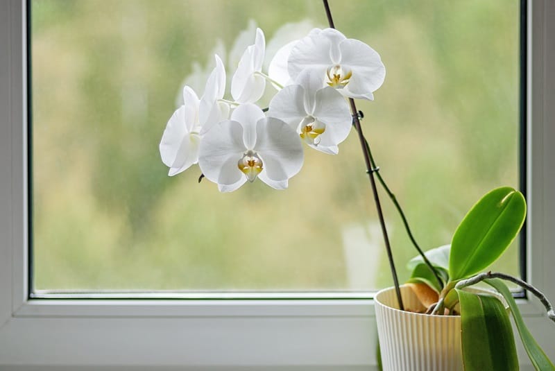 Orchid Stem Turning Yellow