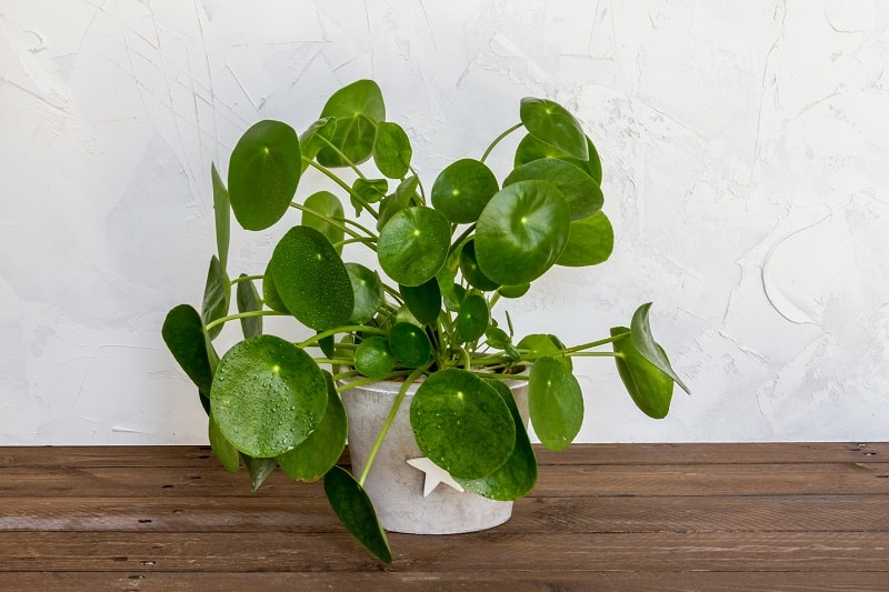 Pilea Leaves Turning Yellow